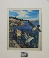 Ivan Kozlov, Common Goldeneye