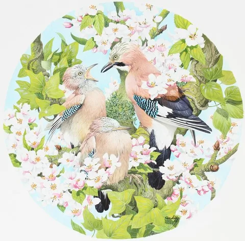 Ken Lilly, Eurasian Jay Feeding Young, Watercolor on Paper