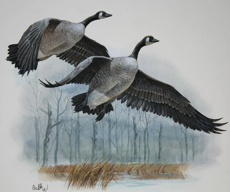 Canada Goose by Don Balke, Watercolor on Illustration Board, sold Feb 2021