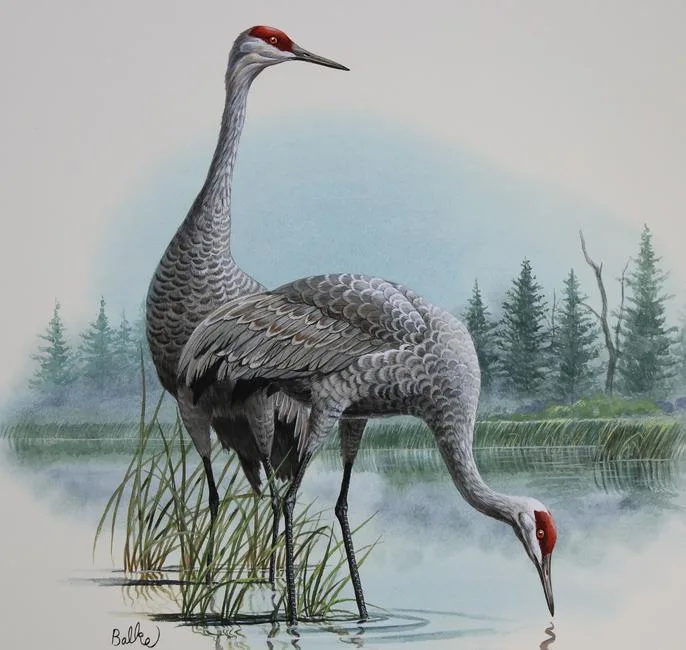 Sandhill Crane by Don Balke, Watercolor on Illustration Board, sold Feb 2021