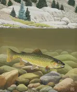Chuck Ripper, Gila Trout