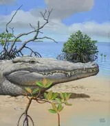 Chuck Ripper, American Crocodile