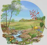 Chuck Ripper, Wildflowers Near Stream