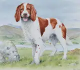 Welsh Springer Spaniel, Helmuth Stone Gallery 2021