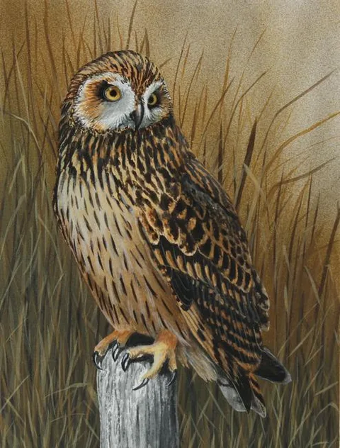 H. Douglas Pratt, Short-eared Owl, Oil on Cold Press Illustration Board