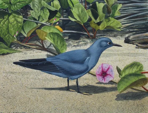 H. Douglas Pratt, Blue-gray Noddy, Oil on Water Color Paper