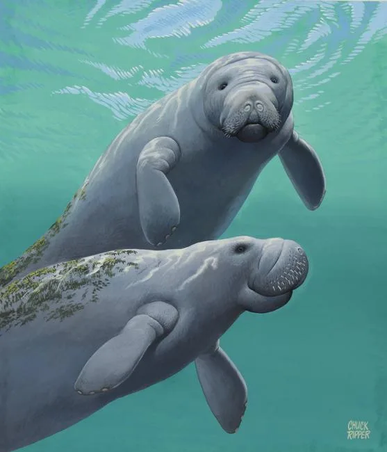 Chuck Ripper, Florida Manatee, Gouache/Watercolor on Masonite