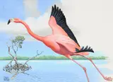 Chuck Ripper, Flamingo Taking Flight with River