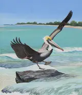 Chuck Ripper, Brown Pelican