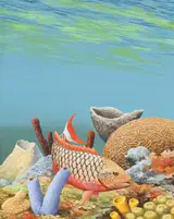 Chuck Ripper, Female Stoplight Parrotfish Among Coral