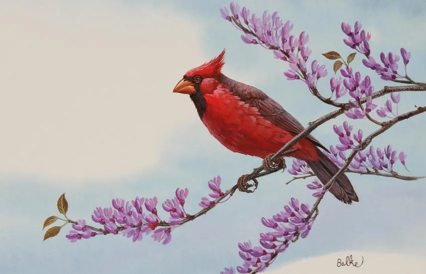Cardinal by Don Balke, Watercolor on Illustration Board, sold Apr 2021