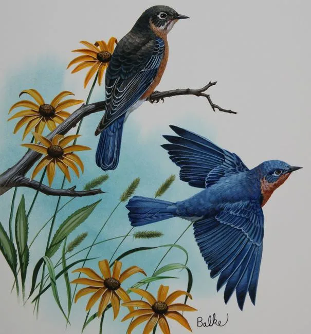 Bluebird by Don Balke, Watercolor on Illustration Board, sold Apr 2021