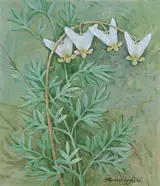 Gordon Beningfield, Dutchman's Breeches