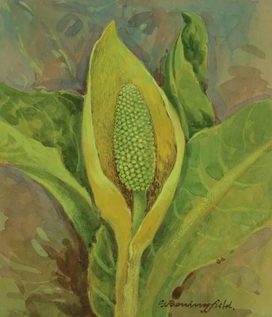 Yellow Skunk Cabbage by Gordon Beningfield, Watercolor on Illustration Board, offered Apr 2021