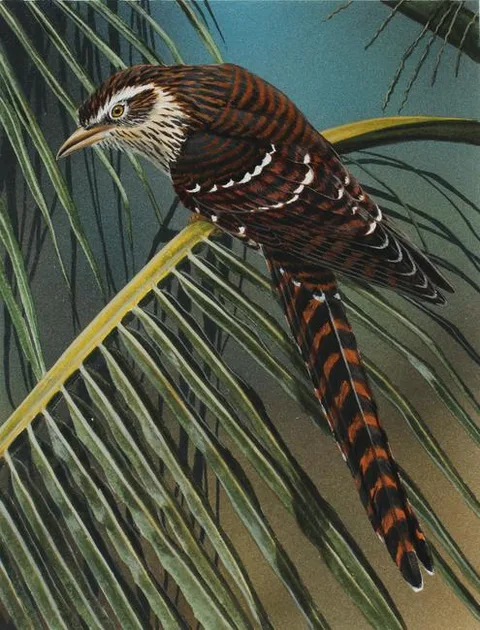 H. Douglas Pratt, Long-tailed Cuckoo, Oil on Illustration Board
