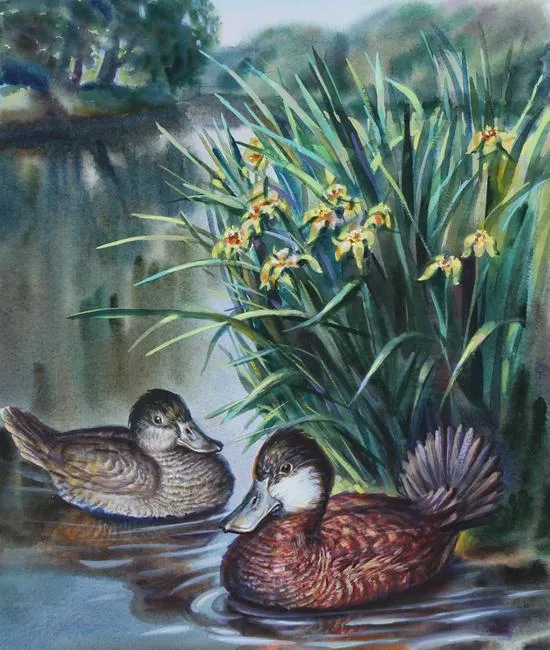 Ruddy Duck by Ivan Kozlov, Watercolor on Paper, sold Apr 2021