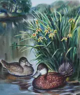 Ivan Kozlov, Ruddy Duck
