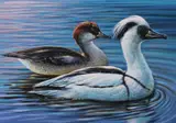 Ivan Kozlov, Smew