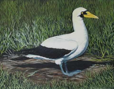 H. Douglas Pratt, Masked Booby, Oil on Water Color Paper