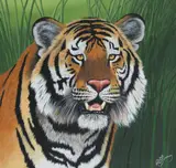 R.G. Finney, Bengal Tiger