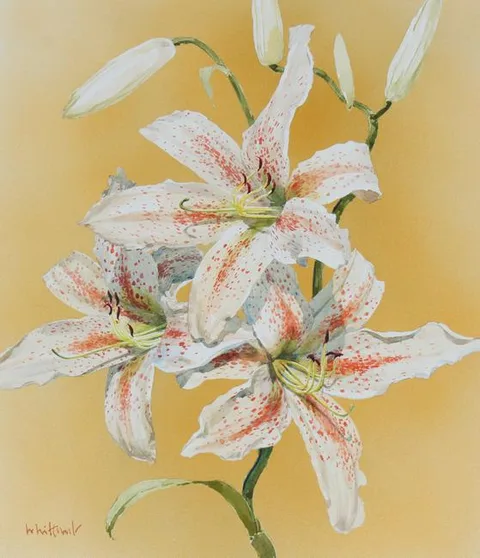 Skip Whitcomb, Summer Garden Flowers - Lily, Mixed Media on Cold Press Illustration Board