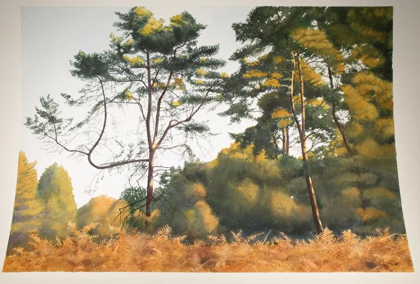 Peter Barrett, Bent Pine Branch, Watercolor on Paper