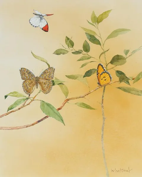 Skip Whitcomb, Butterflies, Watercolor on Illustration Board