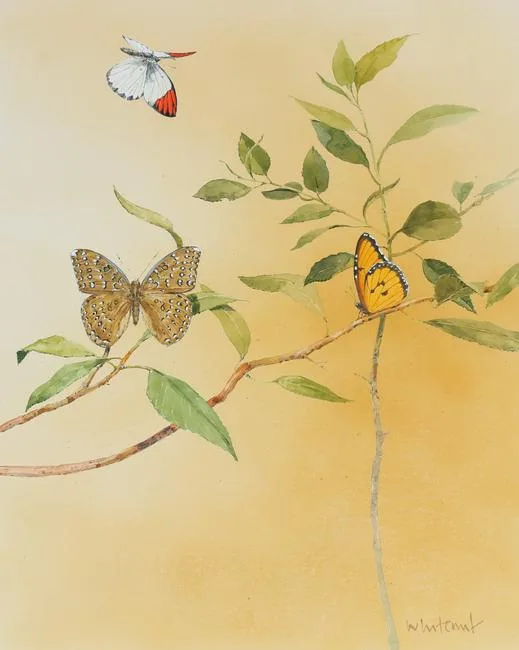 Butterflies by Skip Whitcomb, Watercolor on Illustration Board, sold Jun 2021