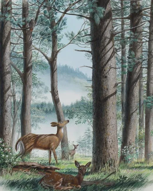 Deer in Forest by Don Balke, Watercolor on Illustration Board, sold Jun 2021