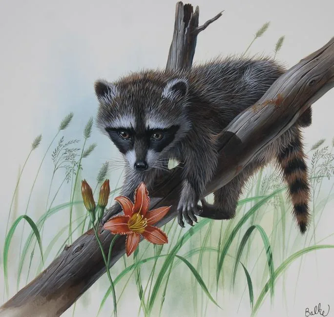 Raccoon by Don Balke, Watercolor on Illustration Board, sold Jun 2021