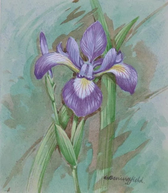 Blue Flag by Gordon Beningfield, Watercolor on Cold Press Illustration Board, sold Jun 2021