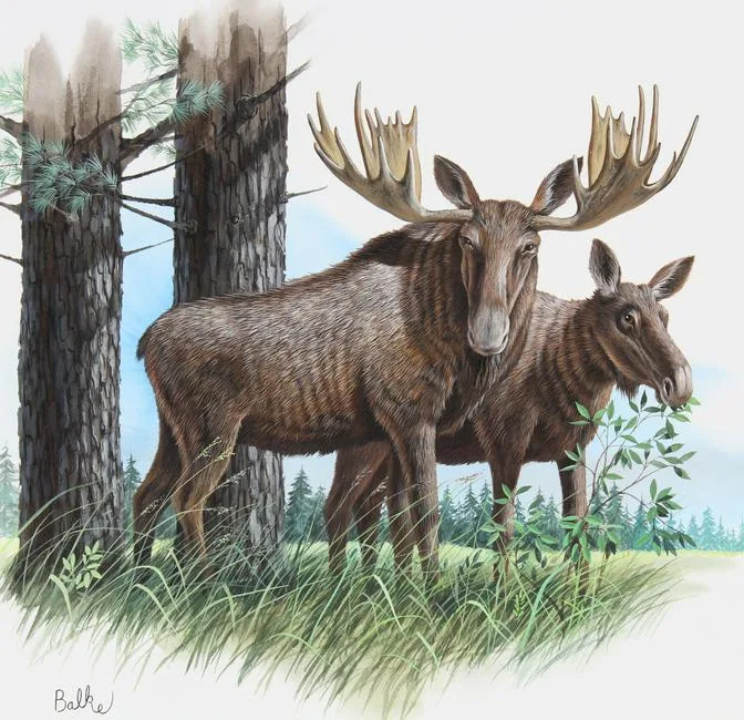 Moose and White Pine by Don Balke, Watercolor on Paper, sold Jun 2021