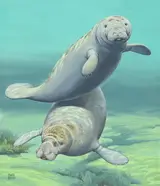 Chuck Ripper, Amazonian Manatee
