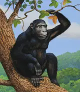 Chuck Ripper, Chimpanzee Sitting on a Tree Branch