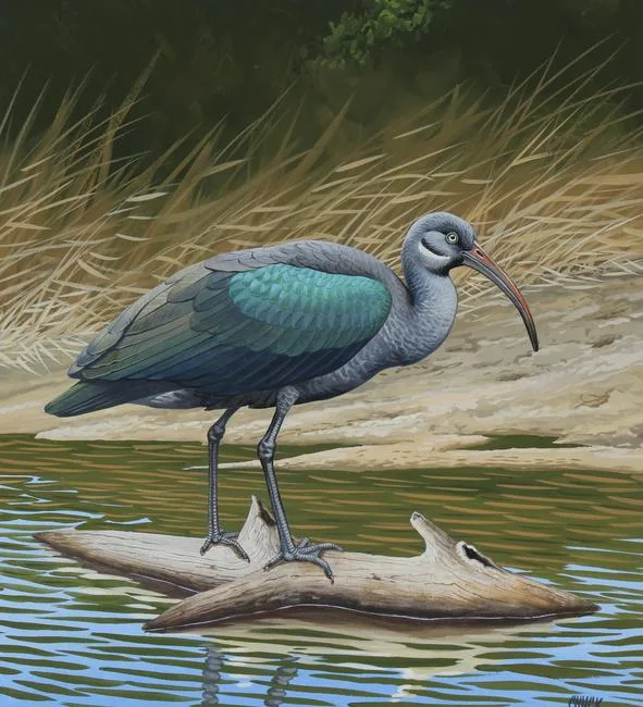 Hadada Ibis by Chuck Ripper, Gouache/Watercolor on Watercolor Board, sold Jun 2021
