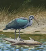 Chuck Ripper, Hadada Ibis