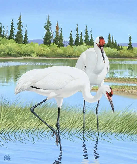 Whooping Cranes by Chuck Ripper, Gouache/Watercolor on Masonite, sold Jun 2021