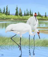 Chuck Ripper, Whooping Cranes