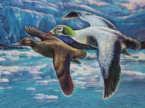 Ivan Kozlov, Spectacled Eider, Watercolor on Paper