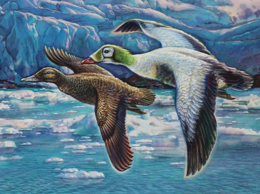 Spectacled Eider by Ivan Kozlov, Watercolor on Paper, sold Jun 2021