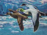 Ivan Kozlov, Spectacled Eider