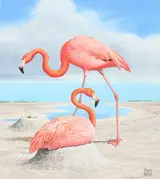 Chuck Ripper, Two Flamingos on River Beach