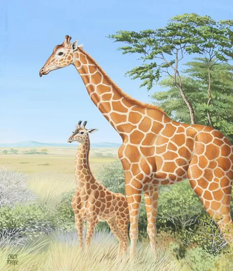 Chuck Ripper, Two Giraffes, Gouache on Illustration Board