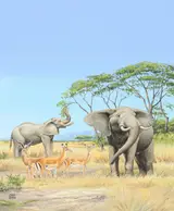 Chuck Ripper, Elephants in Grassland