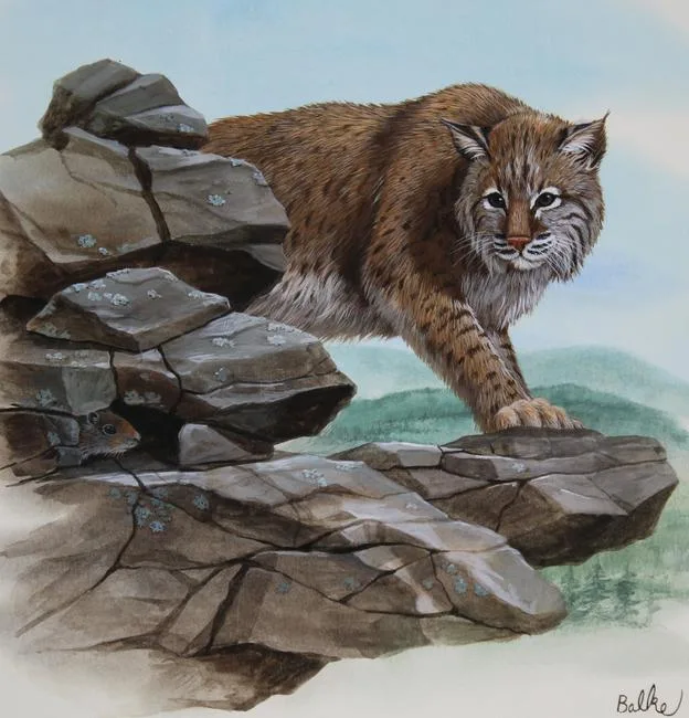 Bobcat by Don Balke, Watercolor on Illustration Board, sold Aug 2021