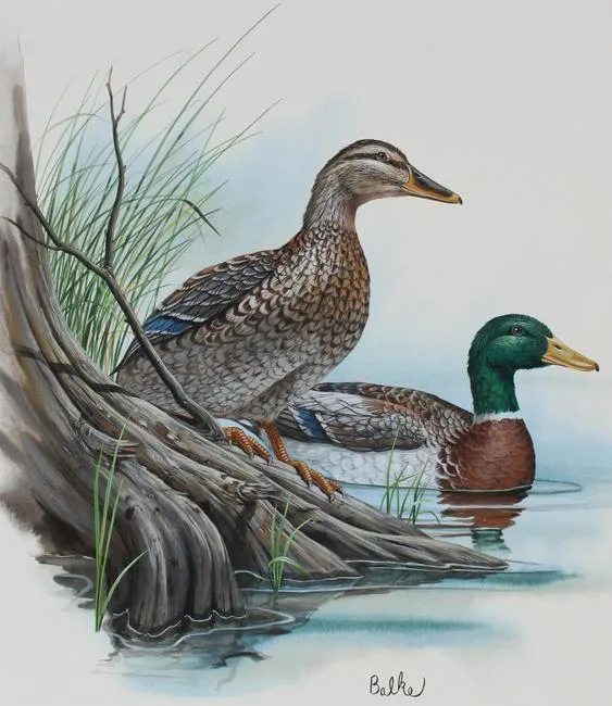 Mallard Duck by Don Balke, Watercolor on Illustration Board, sold Aug 2021