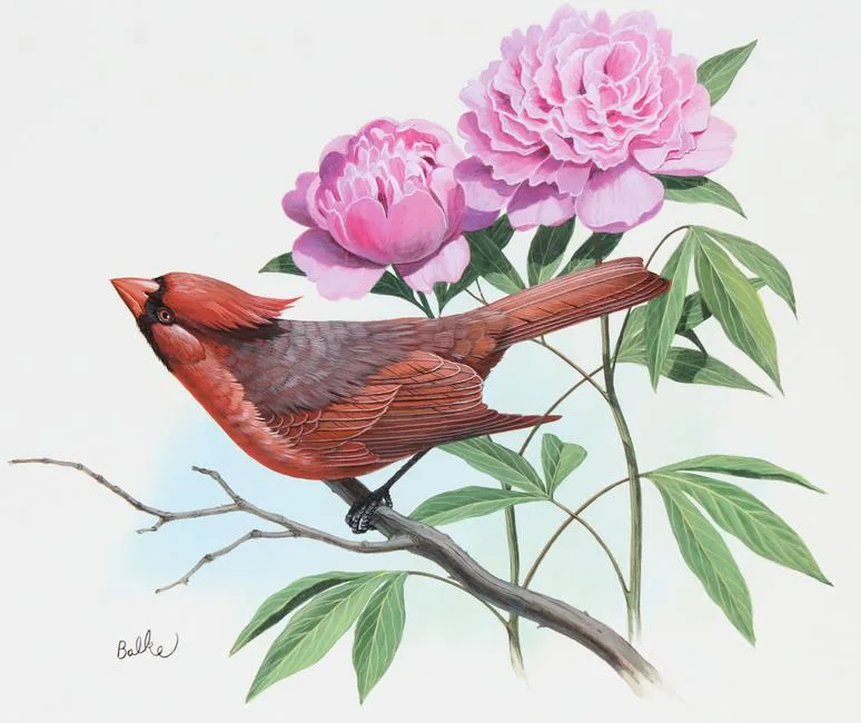 Cardinal and Peony by Don Balke, Watercolor on Illustration Board, sold Aug 2021