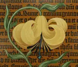 Lily - Manuscript Illumination, Helmuth Stone Gallery 2021