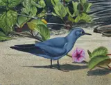 Blue-gray Noddy, Helmuth Stone Gallery 2021