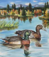 Ivan Kozlov, Northern Shoveler